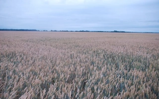 МИП Днипрянка