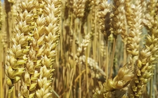 МИП Фортуна