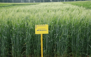 МИП Магдалена