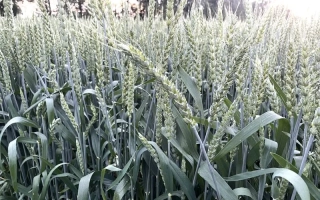 МІП Олександра