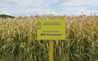 МИП Роксолана