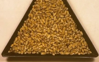 МІП Соломія