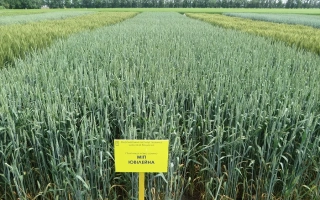 МИП Ювилейна