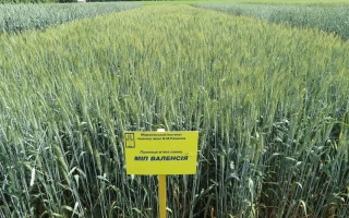 МИП Валенсия