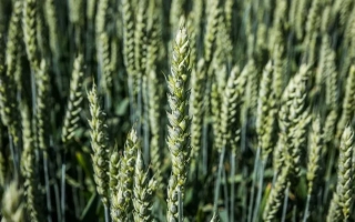 Миронівчанка