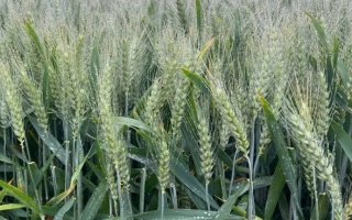 Миронивская слава