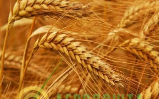 Миронівська 31 / Миронівська 31