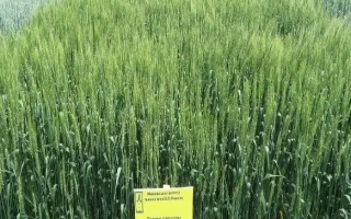 Миронівська 40 / Миронівська 40