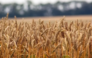 Миронівська 61 / Миронівська 61