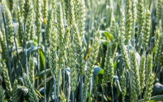 Миронівська 808 / Миронівська 808