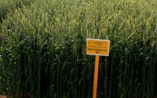 Миронівська остиста / Миронівська остиста