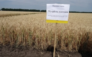 Мудристь одеская