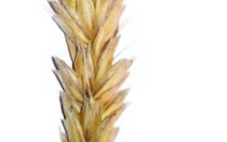 Муза билоцеркивская