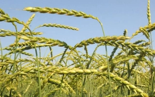 Мв Мартонголд