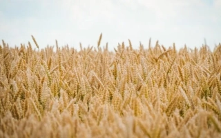 Национальна