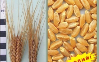 Стебли и зерна пшеницы Нащадок с меткой НОВИЙ!