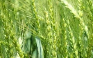 НЕМЧИНОВСКАЯ 57