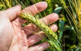 Нива Киивщини