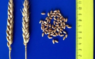 Новоершовская