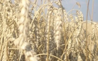 Новокиевская