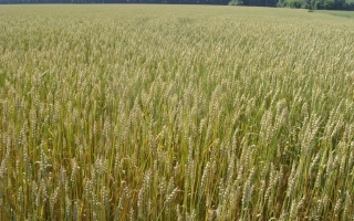 НОВОСИБІРСЬКА 22