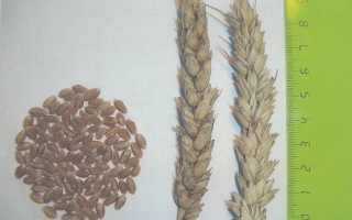 НОВОСИБИРСКАЯ 49