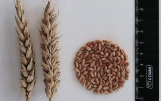 НОВОСИБИРСКАЯ 75