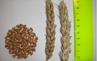 НОВОСИБИРСКАЯ 89