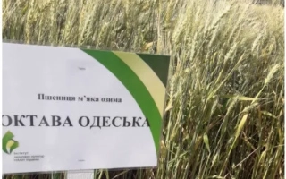 Октава одеська