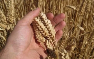 Омская Краса