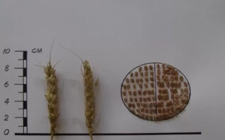 Омська Золота