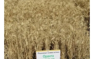 Оранта одеська