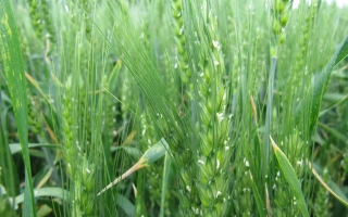 Оржиця Нова