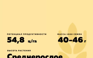 Памяти Чекурова