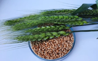 Памяти Горлача