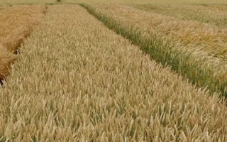 Памяти Ремесла