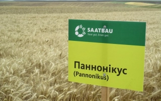 Панноникус