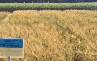 Приазовська