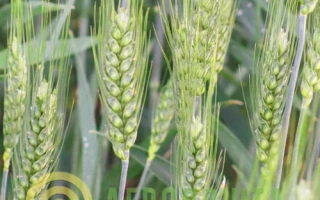 Райгородка