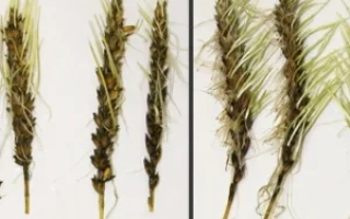 Рання 73 / Рання 73