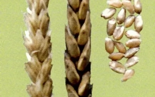 САРАТОВСКАЯ 17