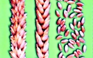 САРАТОВСКАЯ 90