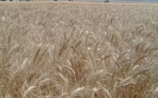 Щедрая нива