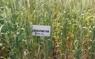 Серебристая