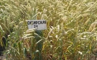 СИБІРСЬКА 21