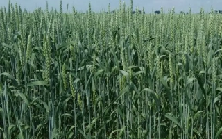 Сімкода миронівська