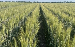 Слава Унави