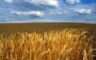 Соната одеська