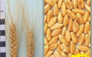 Спелые колосья пшеницы и зерна с надписью «НОВИЙ!» - Спадщина