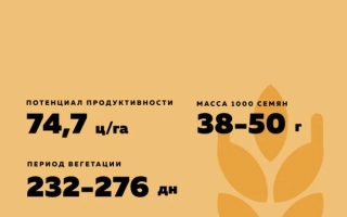 Степной Янтарь